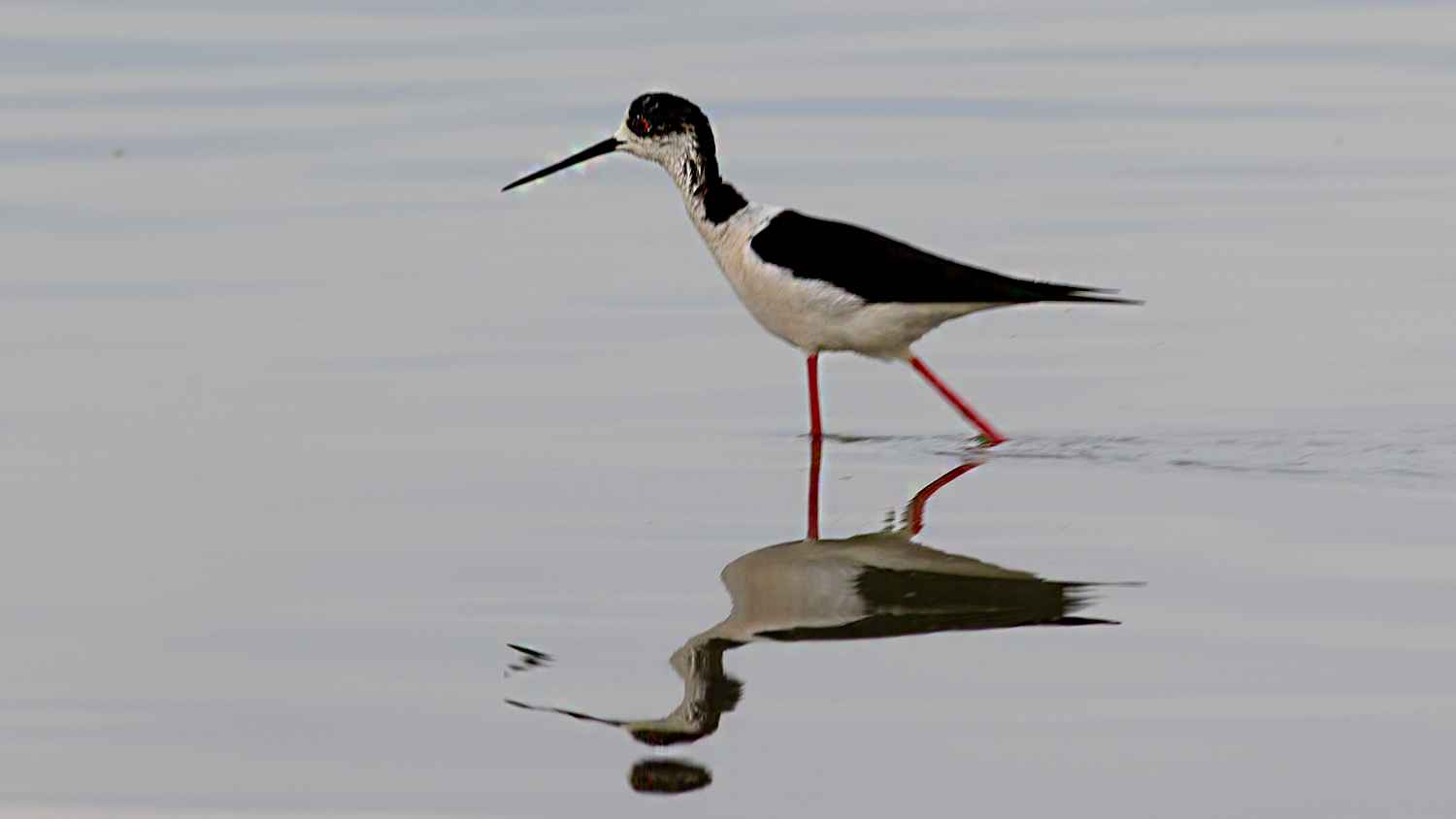 Black-winged Stilt